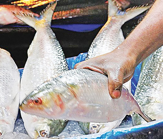 ইলিশ : নদী থেকে বাঙালির পাতে ও হৃদয়ে