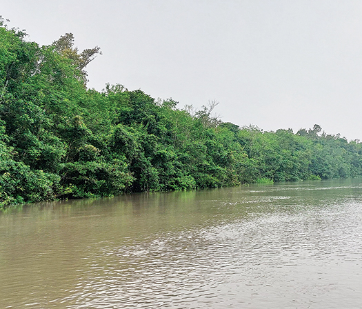 জঙ্গলবাস : সৈয়দা তাসলিমা আক্তার