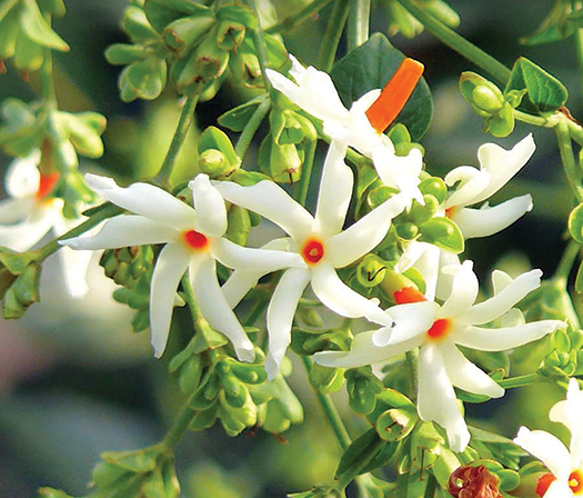 স্বর্গের পারিজাত মর্ত্যে শিউলি হয়ে ফোটে